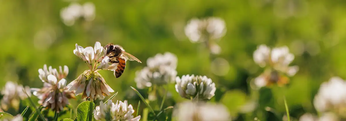 Honigbiene sammelt Nektar auf einer Kleeblüte. Die Bestäubung. Umweltkonzept, Konzept zur Rettung der Bienen